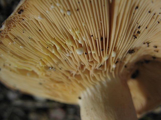 Lait jaune d'or du Lactarius chrysorrheus